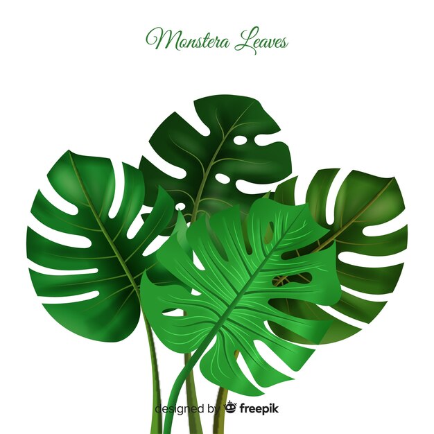 Realistic monstera background