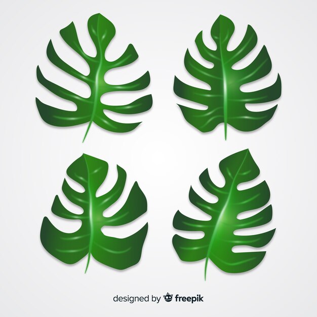 Realistic monstera leaves pack