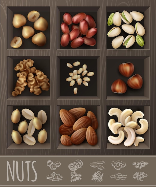 Free Vector realistic organic nuts collection with walnut, peanut, almond, hazelnut, chestnut, pistachio, cashew brazil pine nuts