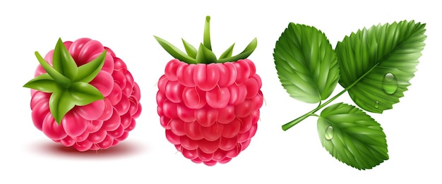 Free Vector realistic raspberry icons set with berries and leaves on white background isolated vector illustration