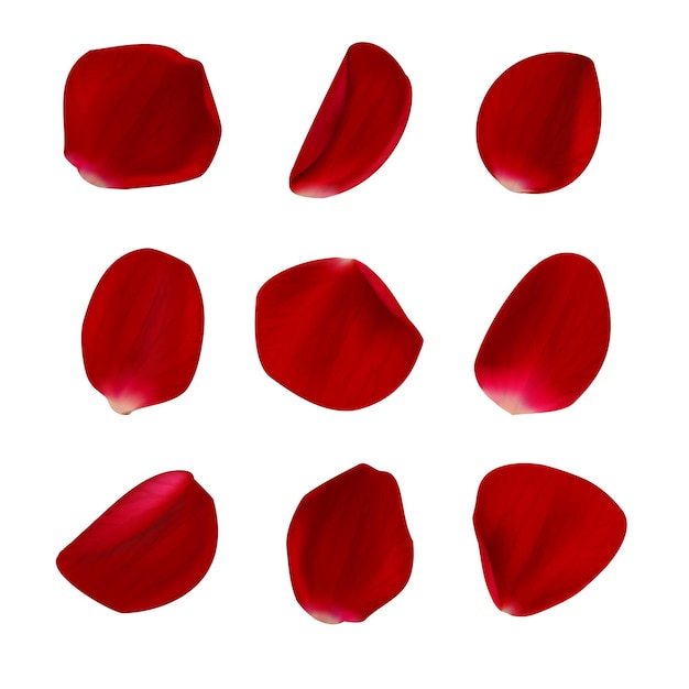 Free Vector realistic rose petals isolated