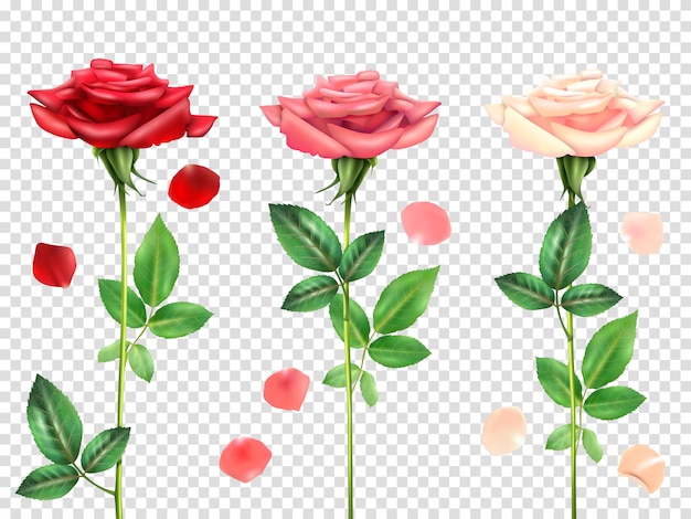 Realistic Roses Set