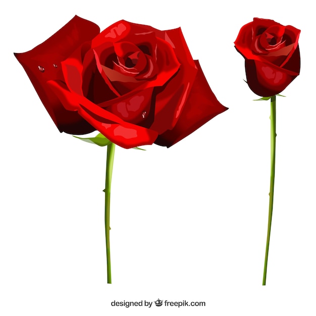 Free vector realistic roses