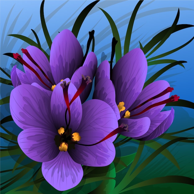 Free Vector realistic saffron flower illustration