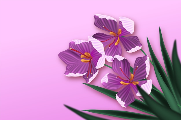 Free Vector realistic saffron flower illustration