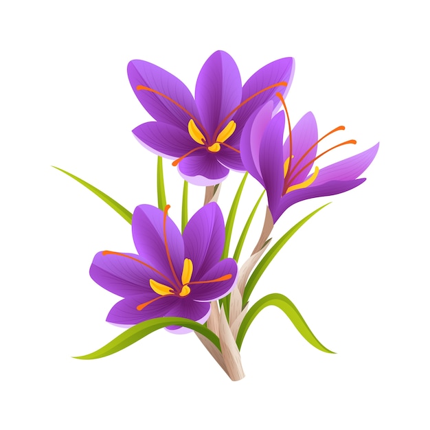 Free Vector realistic saffron illustration