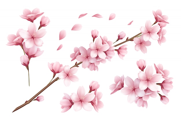 Free Vector realistic set of beautiful sakura branches flowers and petals illustration