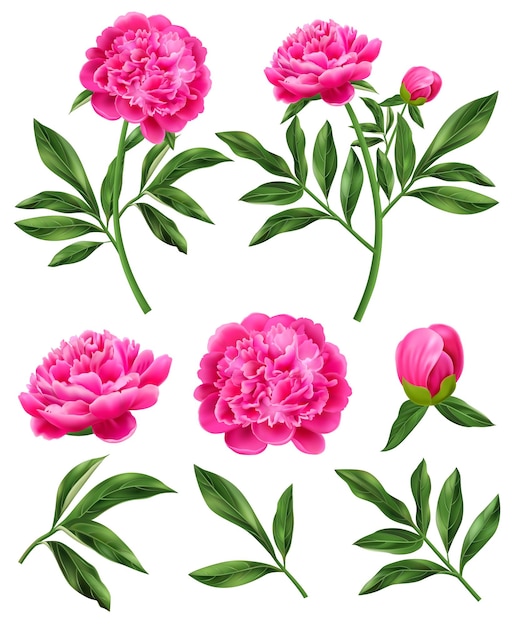 Free Vector realistic set of pink peony flowers and green leaves isolated vector illustration