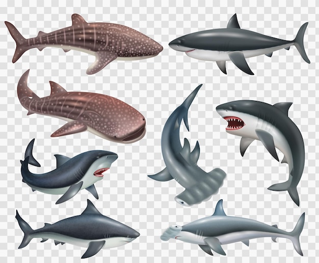 Free vector realistic set of shark fish icons on transparent background isolated vector illustration