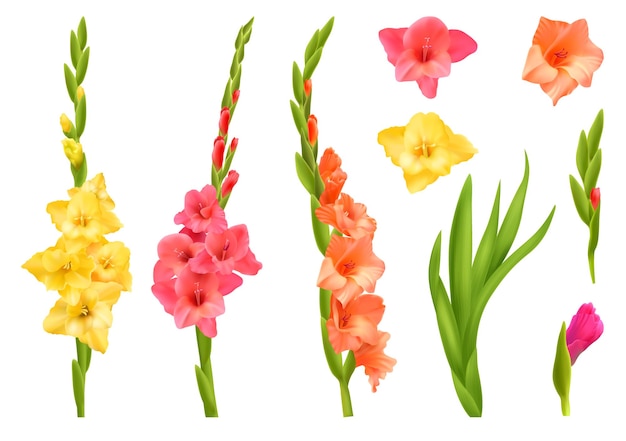 Free vector realistic set of yellow pink and orange gladiolus flowers with leaves isolated vector illustration