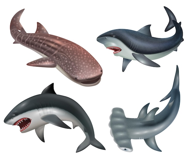 Free Vector realistic shark fishes icons set on white background isolated vector illustration