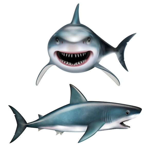 Free Vector realistic shark with open mouth front and side views isolated vector illustration