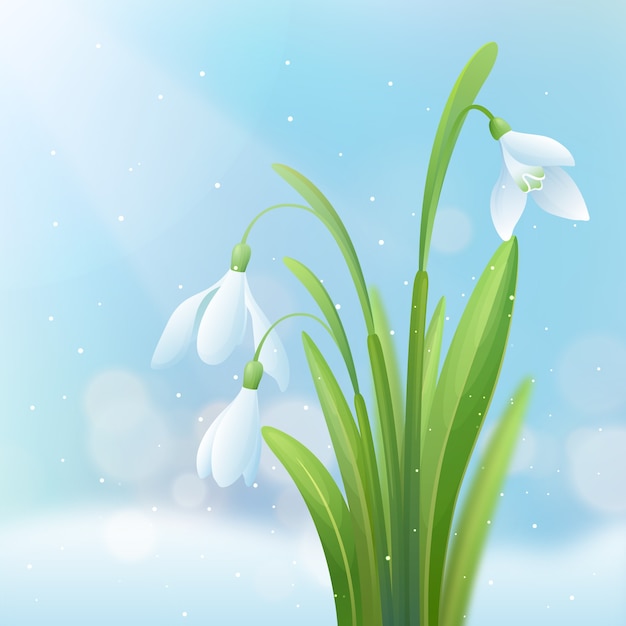 Realistic snowdrop flower illustration