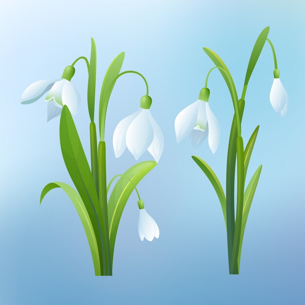 Realistic snowdrop flower illustration