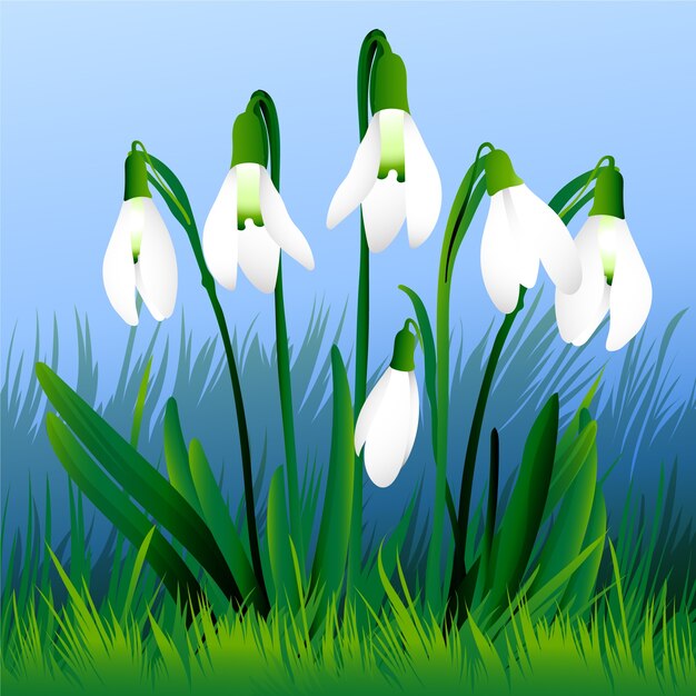 Realistic snowdrop flower illustration