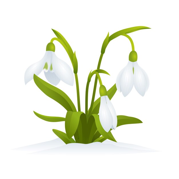 Realistic snowdrop illustration