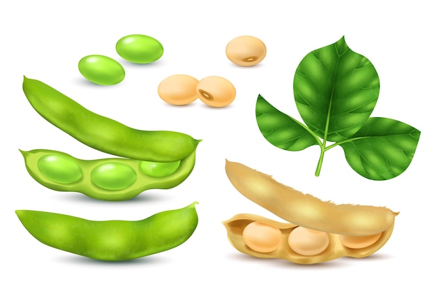 Free Vector realistic soybean realistic icons set with soy beans and leaves isolated vector illustration