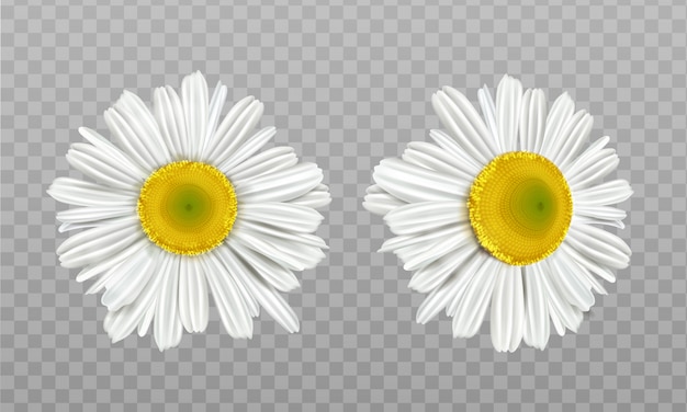 Realistic spring chamomile, daisy flowers