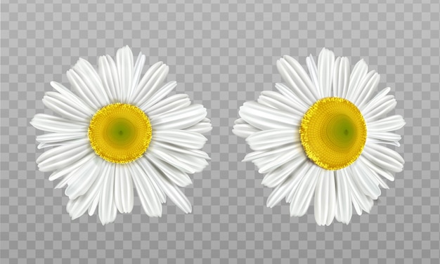 Free Vector realistic spring chamomile, daisy flowers