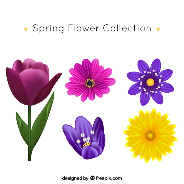 Realistic spring flower collection