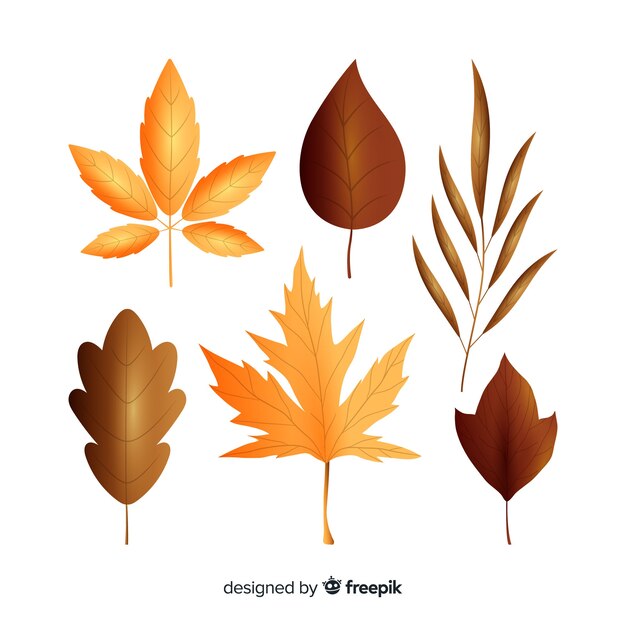 Realistic style autumn leaves collection