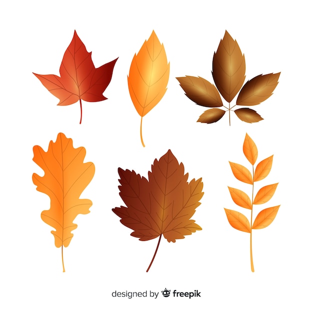 Realistic style autumn leaves collection