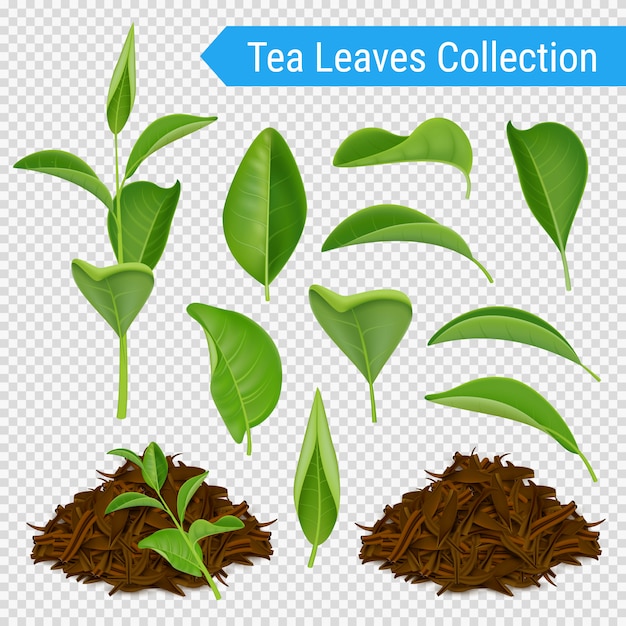 Free Vector realistic tea leaves transparent set