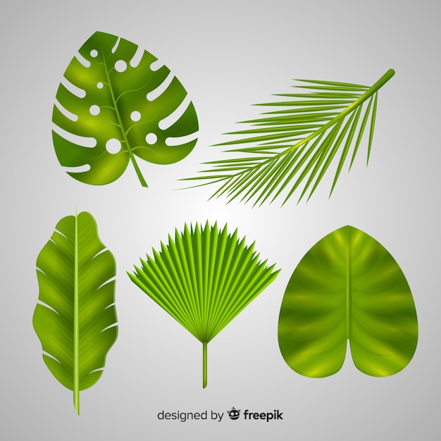 Realistic tropical leaf collection