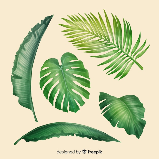 Realistic tropical leaf collection