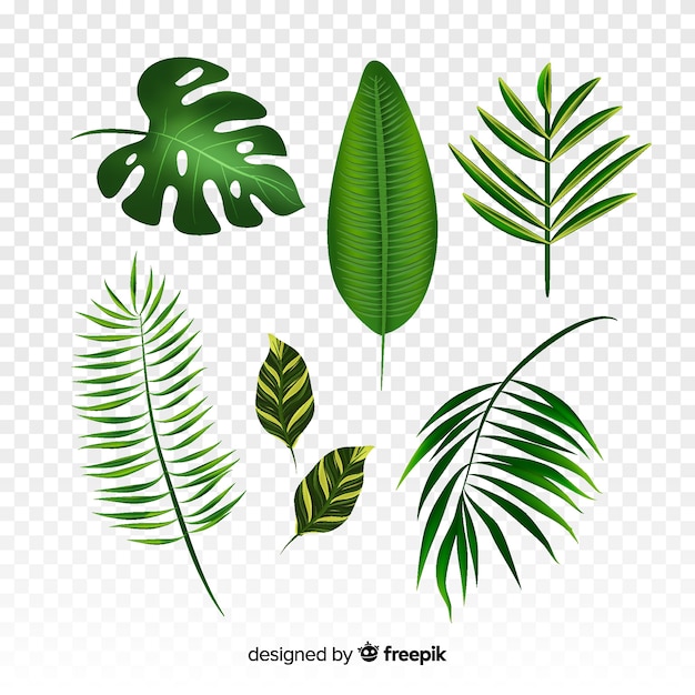 Realistic tropical leaves collection