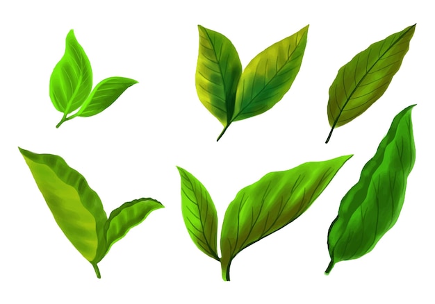 Free Vector realistic tropical plants green leaf set design