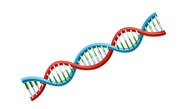 Free vector realistic vector icon of dna. medical concept and element.