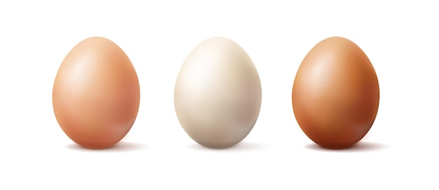 realistic vector icon illustration. Light brown, brown and white organic  egg. Isolated on white