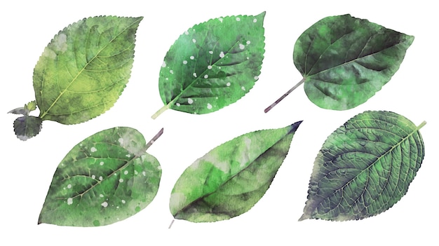 Free vector realistic watercolor isolated leaves elements for design