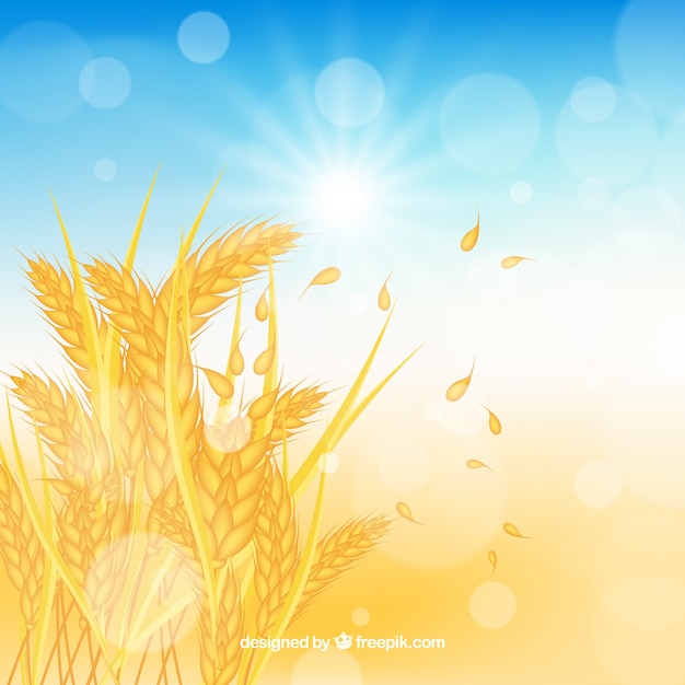 Realistic wheat background