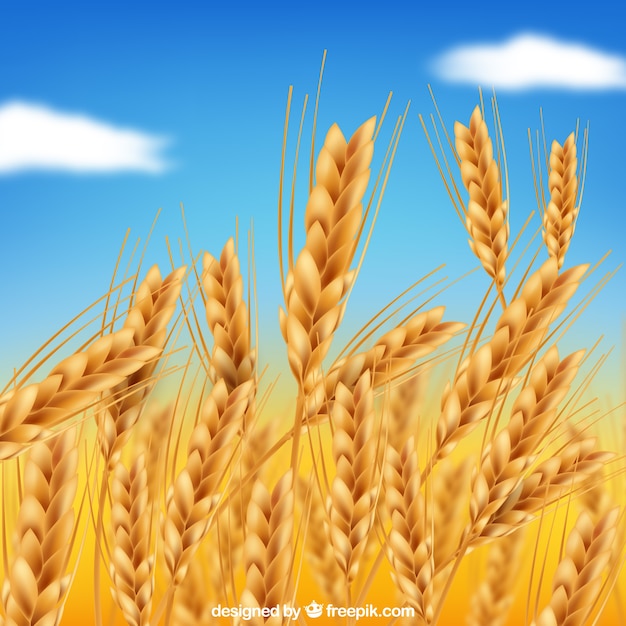 Realistic wheat background