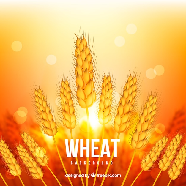 Free Vector realistic wheat background