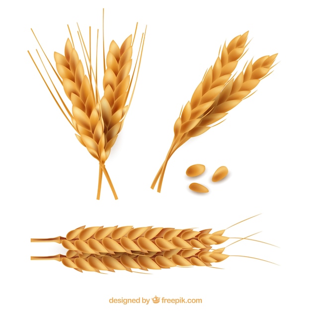 Free Vector realistic wheat collection