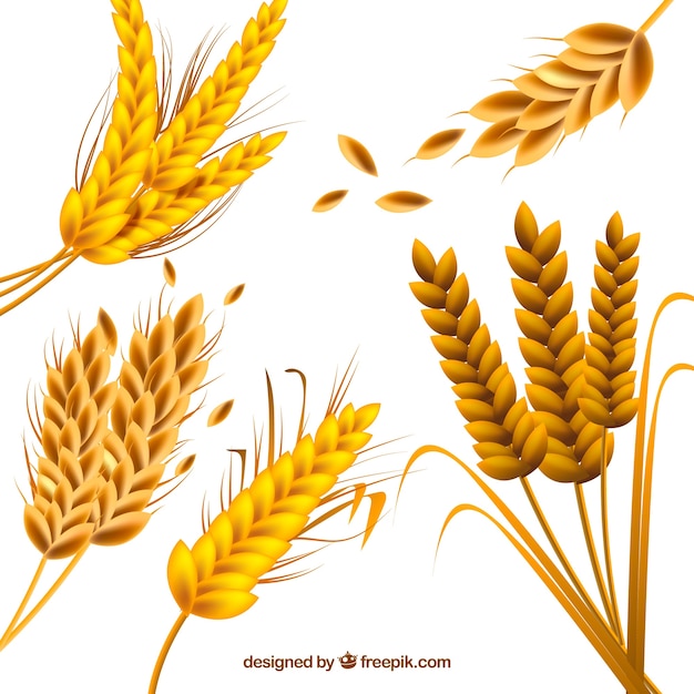 Free Vector realistic wheat collection