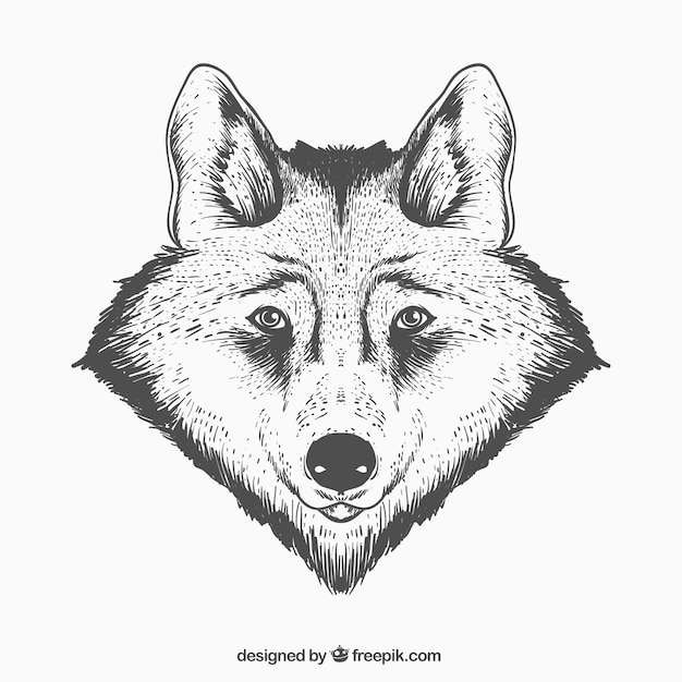 Free Vector realistic wolf face