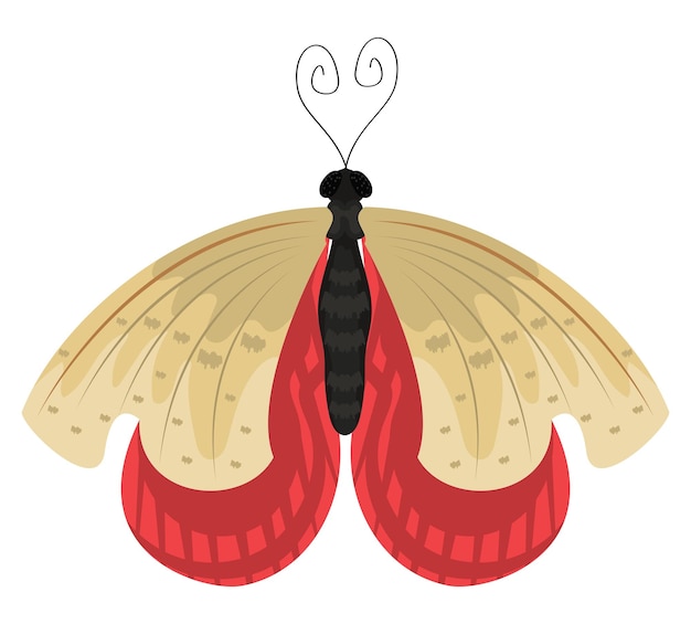 red and beige moth insect