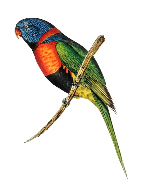 Red-collared Lorikeet illustration