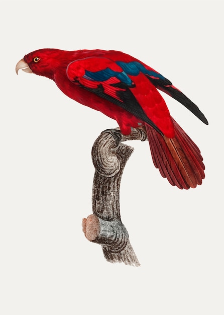 Free Vector red lory