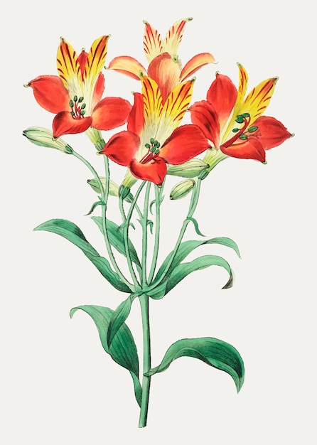 Red Peruvian lily