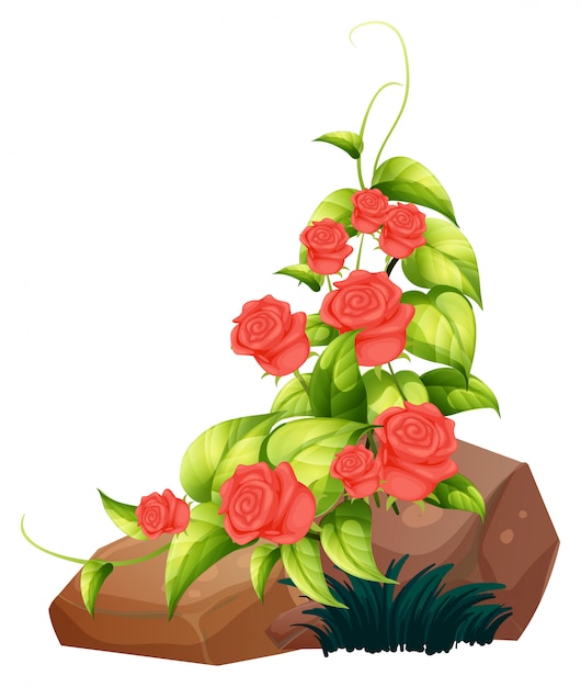 Red roses and rocks on white