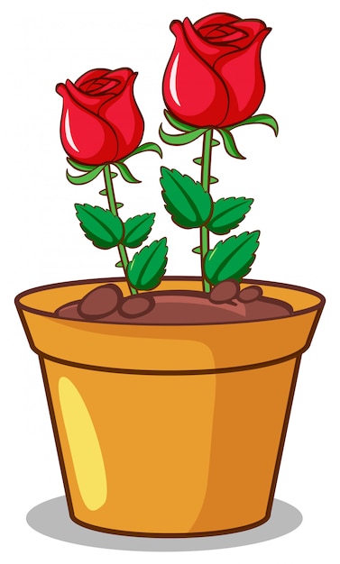 Free Vector red roses on white background