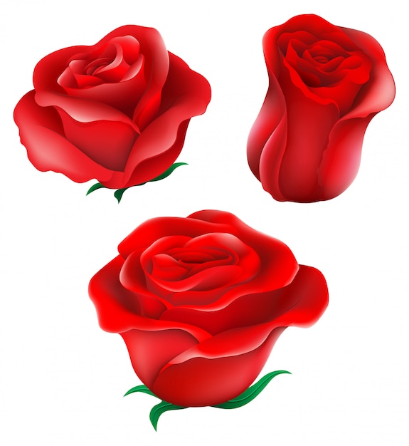 Red roses