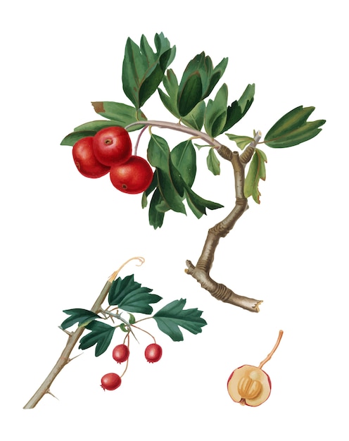 Free Vector red thorn-apple from pomona italiana illustration