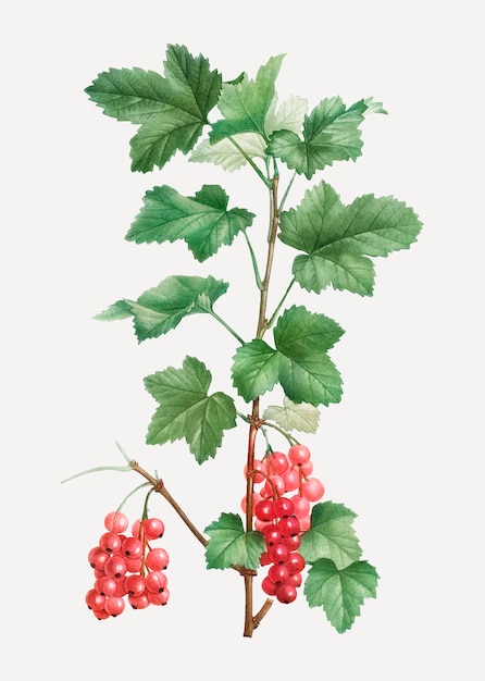 Free Vector redcurrant fruit plant