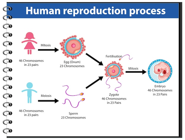 Free vector reproduction process of human infographic